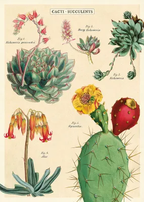 Cacti & Succulents 2 Wrap "Aloe"